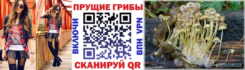 закладки  Донской  Галлюциногенные грибы GOLDEN TEACHER 